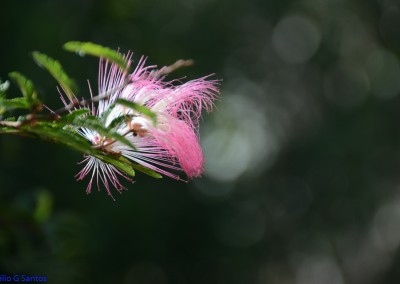 A vida em flores - Portfólio de Junho - Joélio Gonçalves