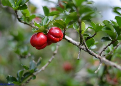 Saborosa acerola - Portfólio de Junho - Joélio Gonçalves